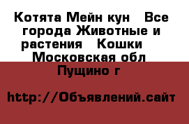 Котята Мейн кун - Все города Животные и растения » Кошки   . Московская обл.,Пущино г.